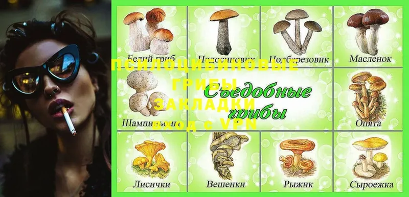 Псилоцибиновые грибы Cubensis  где купить   Берёзовка 